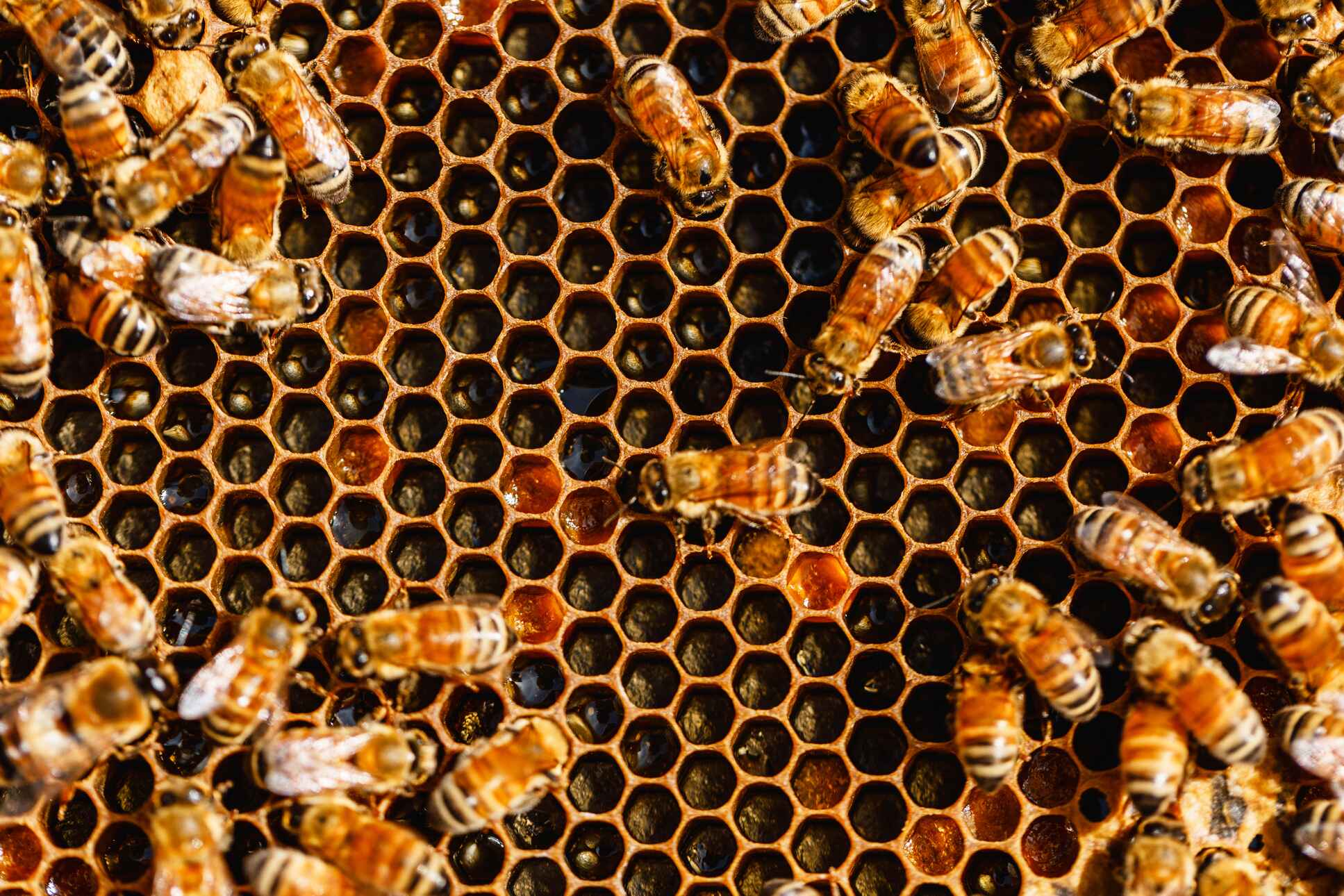 Our Honey